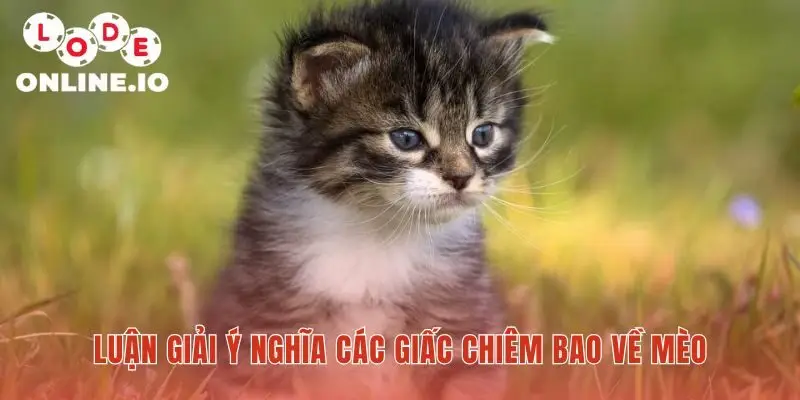 Ý nghĩa giấc mơ về mèo ẩn trong từng chi tiết cụ thể