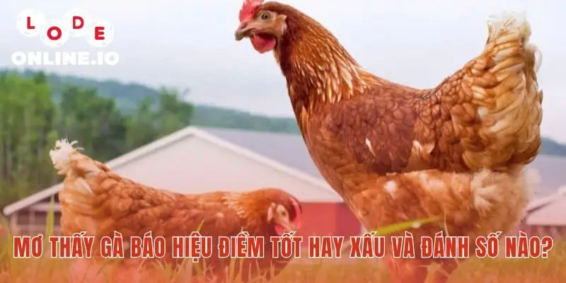 Mơ thấy gà luận giải điềm báo công danh tiền tài gia đạo